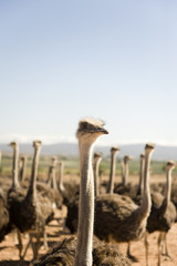 ostrich of South Africa