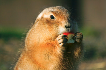 Prairiedog eating apple