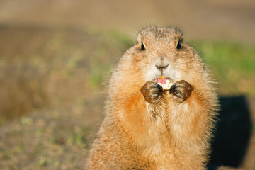 Prairiedog eating fruit