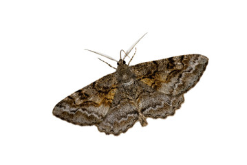 Geometrid moth
