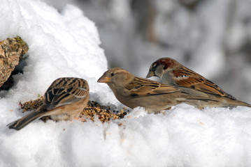 gorriones  en la nieve