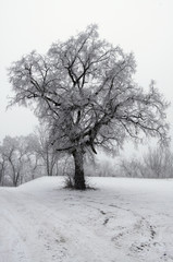 Baum an einem nebeligen Wintertag