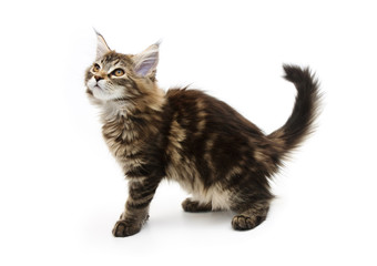 Fototapeta premium kotek