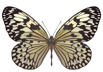 Paper Kite butterfly