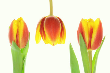 Frühlingserwachen