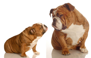 Obraz premium puppy love - two english bulldogs reaching out for affection