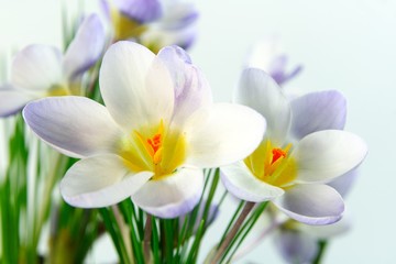 Naklejka premium Krokusse