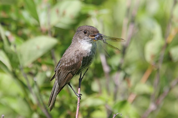 Fototapeta premium Bird With Food