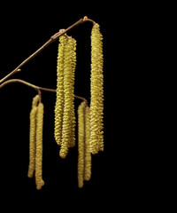 spring is coming; hazelnut twig with early spring blossom