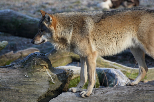 Eurasischer Wolf
