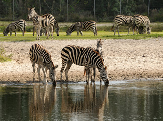 Fototapeta na wymiar Wild zebras