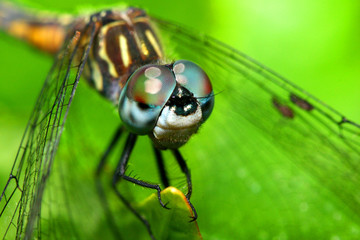Regal Darner Dragonfly closeup