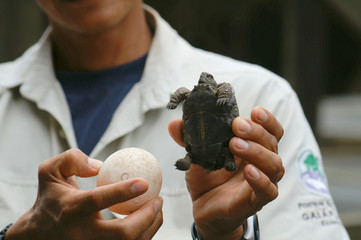 Riesenschildkrötenbaby und Ei