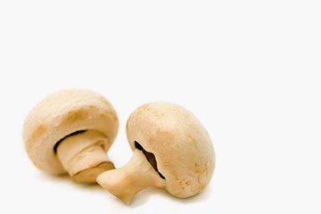 fresh mushrooms