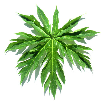 feuille de papayer au soleil