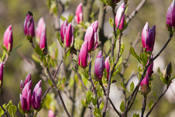 branches of magnolia