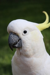 cockatoo portrait
