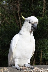 cockatoo portrait