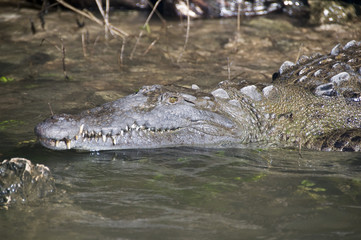 Obraz premium Coccodrillo IV