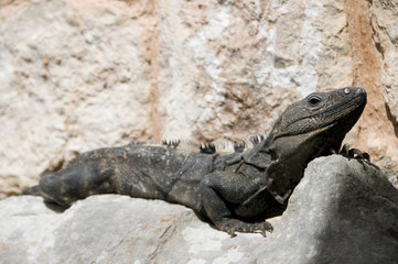 Iguana