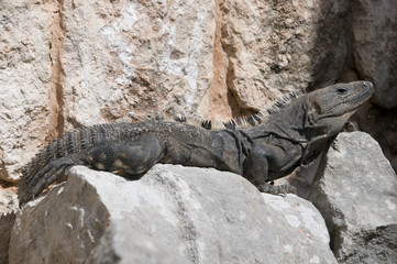 Iguana III