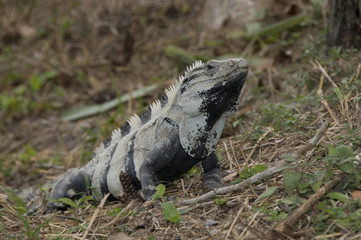 Iguana IV