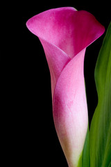 Calla lily