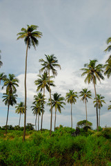 Obraz premium Coconut trees