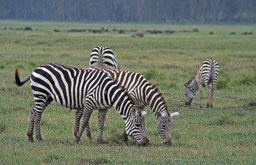 Fototapeta na wymiar Zebras, Kenia wildlife