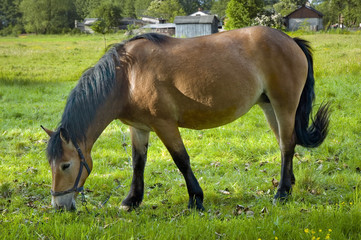 Fototapeta premium horse