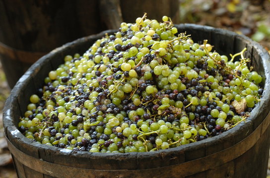 vendanges