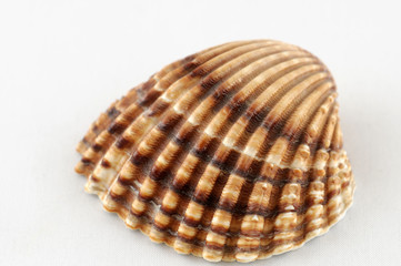 shell