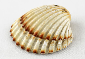 shell
