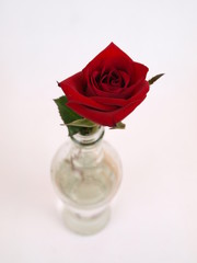 Red Rose Bottle 2