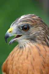 Fototapeta premium Red Shouldered Hawk closeup