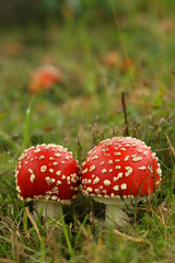Two toadstools in the grass