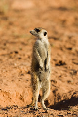 Fototapeta premium Suricate