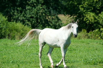 Naklejka na ściany i meble White horse in a green field