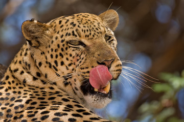 Close-up of Leopard