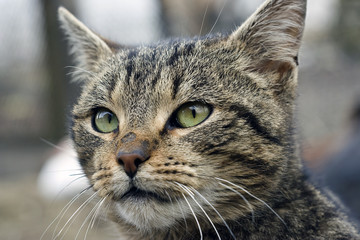 cat