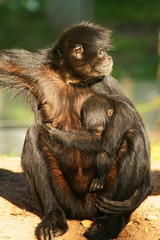 Mother ans son - monkeys