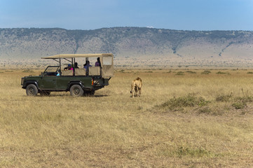 On safari: tourists watching lions while lions watching tourists