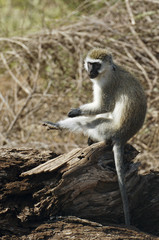 Grivet  monkey
