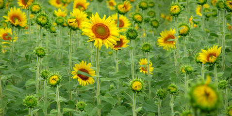 Fototapeta premium Sunflower Panorama