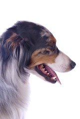 Fototapeta premium Profile of Purebred Australian Shepherd