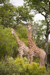 Giraffe in kruger national park