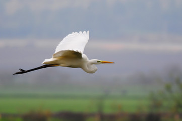Cattle egret