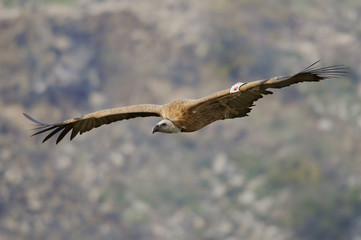 Griffon Vulture (Gyps fulvus).