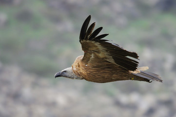 Fototapeta premium Griffon Vulture (Gyps fulvus).