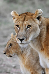 Obraz na płótnie Canvas Lwica (Panthera leo).